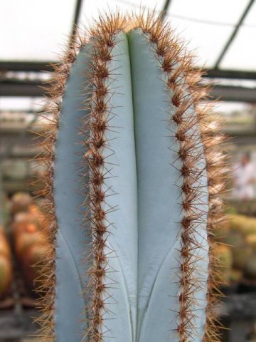 Pilosocereus_magnificus_1